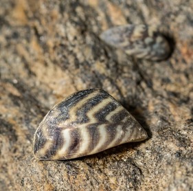 zebra mussel