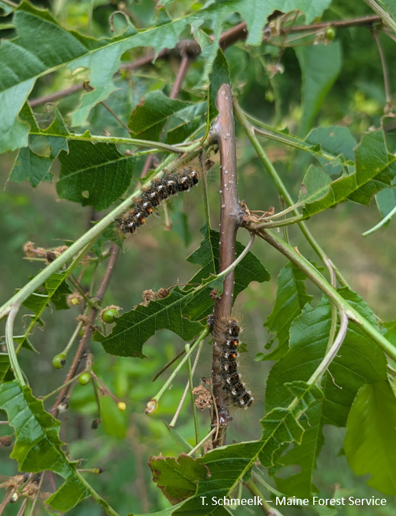 Image: Browntail moth caterpillars wandering among damaged leaves, Turner ME.