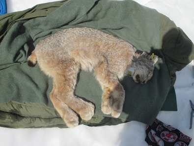 lynx