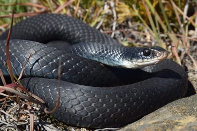blackracer