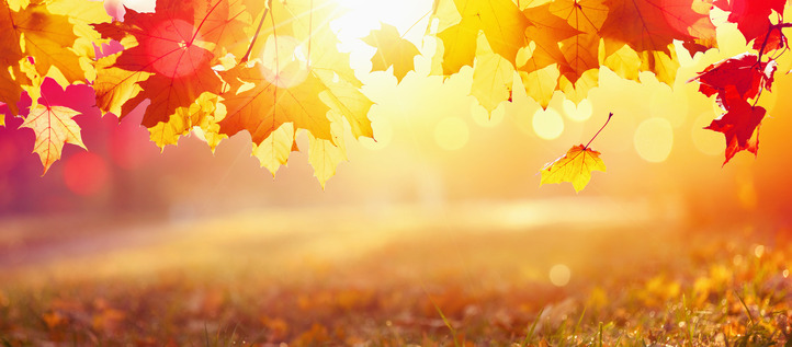 fall leaves