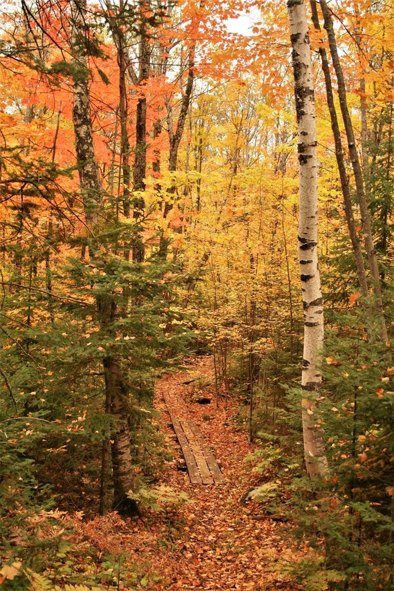 BayfieldTrailFall_Brule_CKhalar