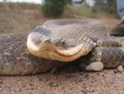 Snake looking at the camera