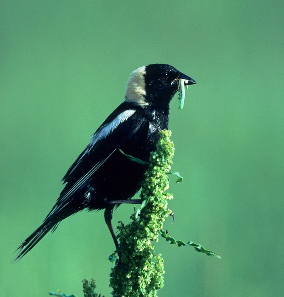 A bird sits on plants